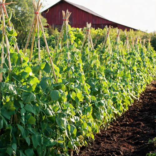 Natural Bamboo Plant Stake, (4FT 50Pcs) Sturdy Bamboo Poles, Durable Plant Bamboo Stake, Garden Climbing Plant Bracket. - size: 4ft-50pcs
