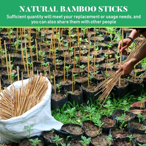 Suclain 100 Pcs Bamboo Plant Stakes Natural Garden Support Sticks,2 ft - size: 2 ft