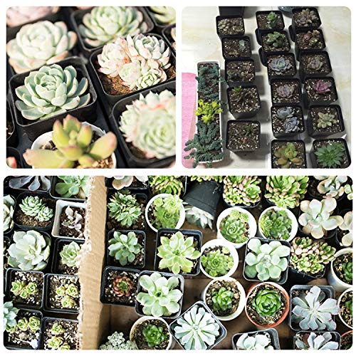 Square Nursery Pots 100 Pack 2.7 Inch Plastic Plant Pot with Drainage Holes Sturdy & Reusable Starter Container for Seedlings, Succulents & Garden Plants, Black