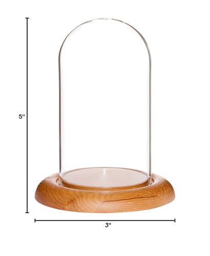 Plymor 3" x 5" Glass Display Dome Cloche (Oak Wood Base) - color: Oak Base