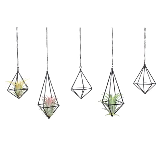 SZRUIZFZ Tillandsia Air Plant Holder Black Geometric Hanging Air Plant Holders Unique for Wall Decor Xerographica Air Plant Hanger for Indoor Decor Himmeli Geometric Decor (5Pcs) - color: Black