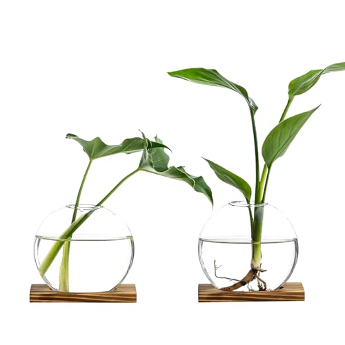 Propagation Vases for Plants - Glass Terrarium Planter with Wooden Stand, Small Desktop Oblate Hydroponic Propagation Vases for Modern Home & Office Decor (2)