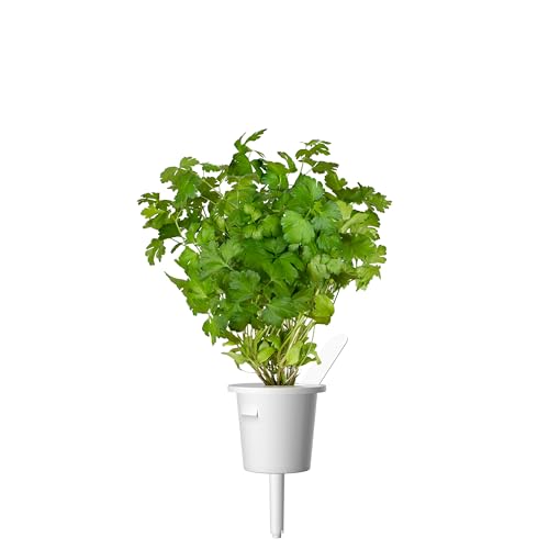 Click and Grow Smart Garden Plain Parsley Plant Pod (3-Pack)