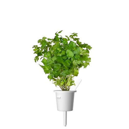 Click and Grow Smart Garden Plain Parsley Plant Pod (3-Pack)