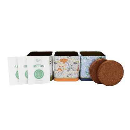Buzzy Seeds Herbal Tea Garden Kit 3-Pack, Printed Metal Planters, Herbs