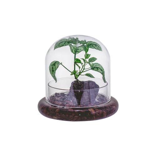 Small Glass Cloche Dome with Base for Mini Carnivorous Plants