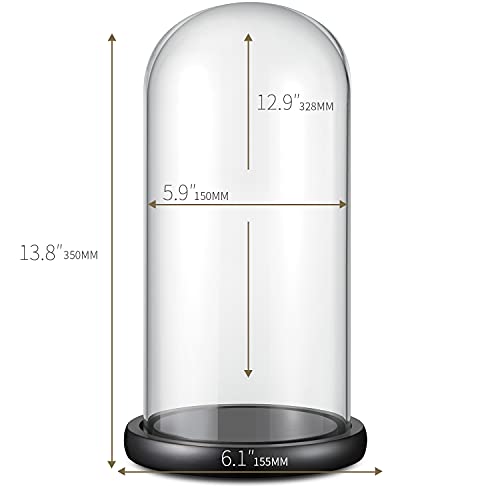 Glass Display Dome ,13" x 6" Cloche with Black Wood Base for Gold Rose Display, Antique Collectibles,Figurine,Decorative Showcase Display