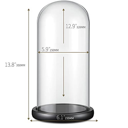 Glass Display Dome ,13" x 6" Cloche with Black Wood Base for Gold Rose Display, Antique Collectibles,Figurine,Decorative Showcase Display
