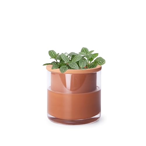 Phoenix Vine 4 Inch Self Watering Plants Pot, Design Terracotta Pot for Plants, Indoor Cylinder Terra Cotta Planter with Glass Vase, Set of 1, 51-A-E-1 - color: Terracotta, size: 4" (1 Pack)