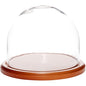 Plymor 8" x 6.5" Glass Display Dome Cloche (Walnut MDF Base) - color: Walnut MDF base