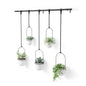 Umbra Triflora Hanging Planter, Window Herb Garden, Set of 5, White/Black - color: White/Black, size: Set of 5, style: Set of 5