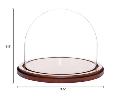Plymor 8" x 6.5" Glass Display Dome Cloche (Walnut MDF Base) - color: Walnut MDF base