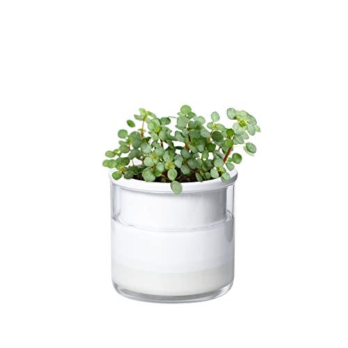 Phoenix Vine 4 Inch Self Watering Planter Pot, Design White Terracotta Pots for Plants, Indoor Cylinder Terra Cotta Pots with Glass Vase, Set of 1, 51-B-E-1 - color: White, size: 4" (1 Pack)