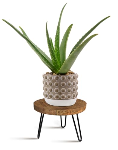 OBTAIN Plant Stand Indoor Outdoor, Wooden plant Stool, Mid Century Plant Stand for Indoor Plants, Wood Modern Plant Holder Rattan Flower, Low Short Boho Rustic Planter Stand Fit 5-15 Inch Pot(M) - size: Medium