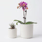 Large Ceramic self Watering Pot for houseplant,6.4inch&4 inch,White - color: White, size: 6.4inch + 4inch