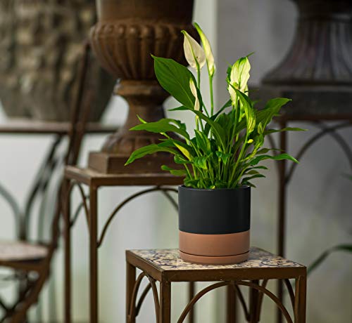 D'vine Dev 2-Pack Ceramic Pots with Saucers, Black/Tan, 8 in, 94-V-D-7 - color: Black/Speckled Tan, size: 8 Inch