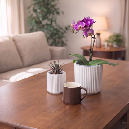 Large Ceramic self Watering Pot for houseplant,6.4inch&4 inch,White - color: White, size: 6.4inch + 4inch