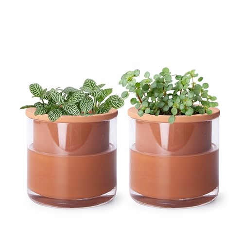 Phoenix Vine 4 Inch Self Watering Plants Pot, Design Terracotta Pot for Plants, Indoor Cylinder Terra Cotta Planter with Glass Vase, Set of 2, 51-A-E-2 - color: Terracotta, size: 4" (2 Pack)