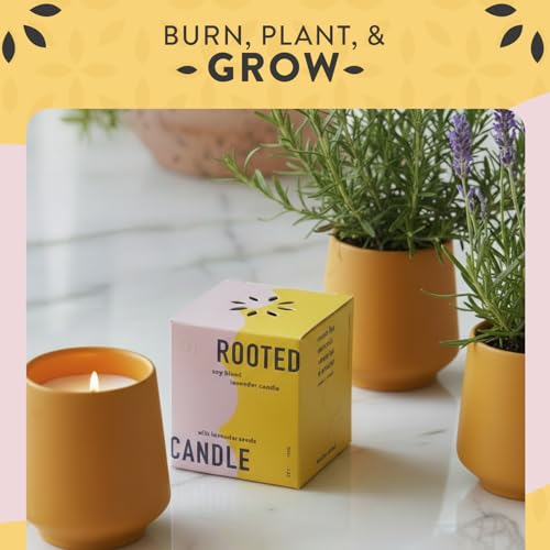 Modern Sprout Soy Candle Planter - Grows Lavender -Cedarwood Scent - 2-Pack - size: Pack of 2