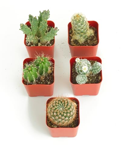 Shop Succulents | Can't Touch This Collection | Assortment of Hand Selected, Fully Rooted Live Indoor Cacti Plants, 5-Pack - size: 5-Pack, style: Cactus