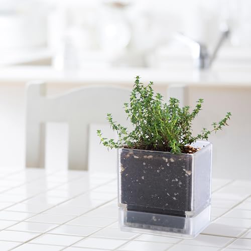 D'vine Dev 2-Pack Acrylic Herb Planter Pots, 4 in, Clear, 76-Y-D-1 - color: Clear, size: 8 Inch x 4.5 Inch