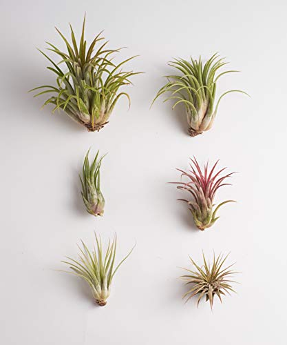 Shop Succulents | Ionantha Air Collection of Live Air Succulent Plants, Hand Selected Variety Pack of Air Succulents | Collection of 6 - size: 6