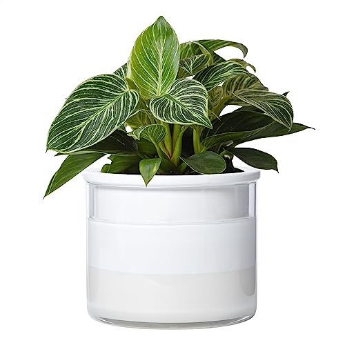 Phoenix Vine 6 Inch Self Watering Planter, Design White Terracotta Pot for Plants, Indoor Cylinder Terra Cotta Pot with Glass Vase, Set of 1, 51-B-F-1 - color: White, size: 6" (1 Pack)