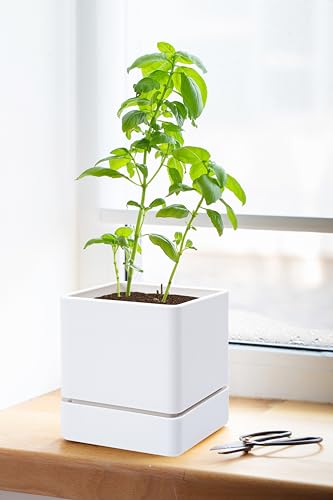 D'vine Dev Plastic Herb Planter Pot, 4 in, White, 76-Y-A1-1 - color: White, size: 4 Inch x 4.5 Inch