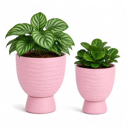 vensovo Pink Terracotta Self Watering Plant Pots, 6 and 8 Inch with Saucers - color: Terracotta2