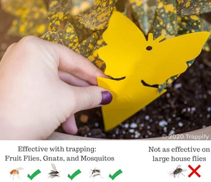 Trappify Gnat Traps for House Indoor and Outdoor | Fruit Fly Trap 12 Pack