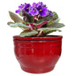 Self Watering African Violet Pots Red 6 inch - color: Red