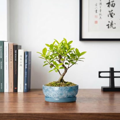 Bonsai Tree Pots 6 Inch, Ceramic Succulent Planters, Droplet Blue - color: Droplet Blue, size: 6 Inch