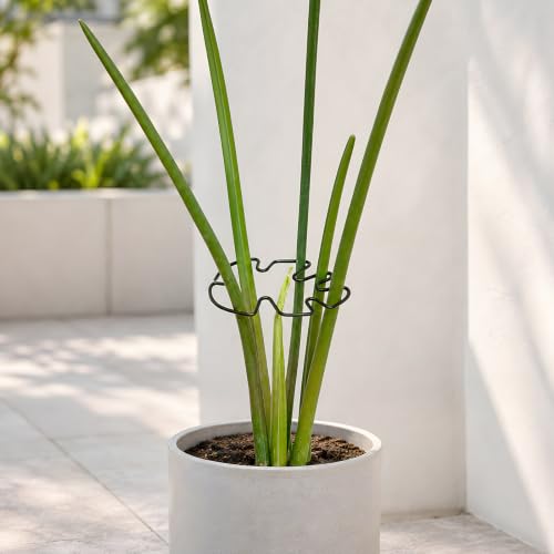 Yohsnor 4.13x2.95in Monstera Plant Stem Support-Keep Plants Healthy&Upright - color: Black, size: 4.13IN*2.95IN