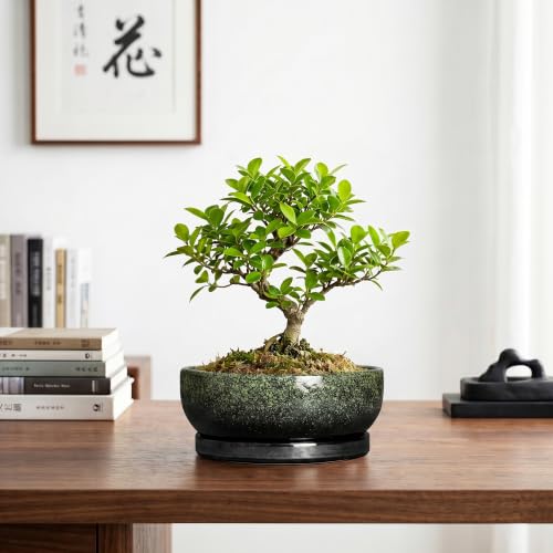 Bonsai Tree Pots, 8 Inch Ceramic Succulent Planter, Speckle Green - color: Speckle Green, size: 8 Inch