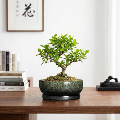 Bonsai Tree Pots, 8 Inch Ceramic Succulent Planter, Speckle Green - color: Speckle Green, size: 8 Inch