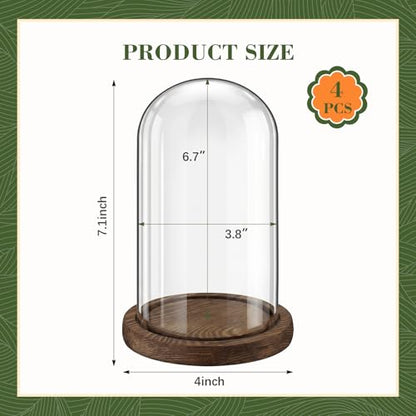 Suclain 4Pc Glass Dome Cloche with Wood Base, Brown, 6.7" X 3.8" - color: Brown, size: 6.7" X 3.8"