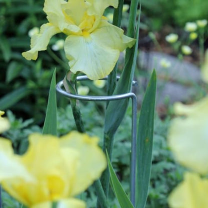 Erva Plant Support Stakes 36 inches, Single Stem Garden Flower Support - Pack of 12 - Made in USA