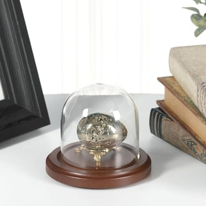 Plymor 3 inch x 3 inch Glass Display Dome Cloche (Dark Wood Base) - color: Dark Wood Base