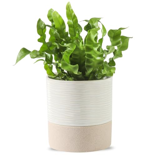 Nihow Ceramic Self Watering Plant Pot for Indoor Plants, 4.5 Inch - color: Cream White & Brown, size: 4.5" Self Watering
