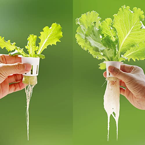 MECCANIXITY 100pcs Hydroponic Sponges, 1.57" Growing Media Cylindrical Sponges for Home Vegetable Flower Planting, White - color: White, size: 1.57"