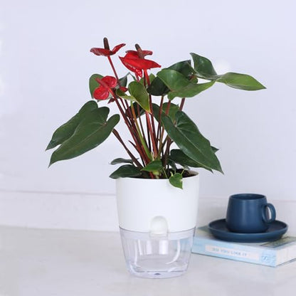 Oliz 6" Self Watering Pots for Indoor Plants, 3pk White w/Drainage Holes - color: White 3pcs