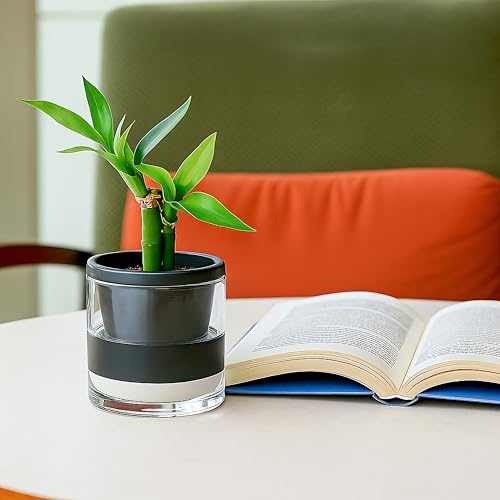 D'vine Dev Self-Watering Black Terracotta Planter, 4 in, 2-Pack, 37-Y-A-3 - color: Black, size: 4 Inch