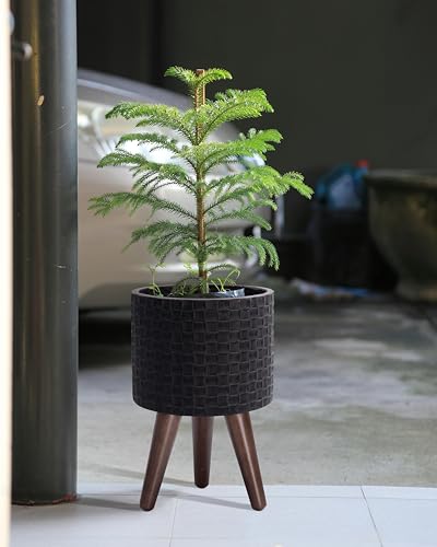 D'vine Dev Planter Pot with Wood Stand, 8 in, Distressed Black, 88-Z-A-5 - color: Distressed Black, size: Small