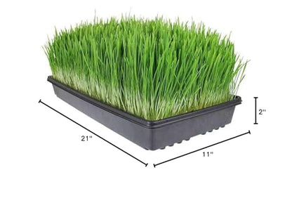 Living Whole Foods 20 Pack of Durable Black Plastic Growing Trays (Without Drain Holes) 21" X 11" X 2" - Flowers, Seedlings, Plants, Wheatgrass, Microgreens & More - size: 20 pack