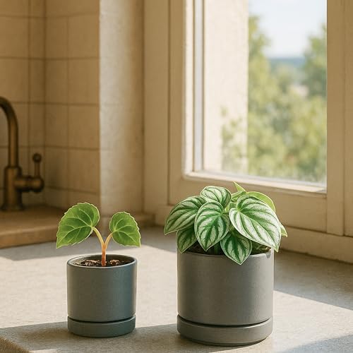 D'vine Dev 2-Pack Ceramic Pots & Saucers, Grey, 3.5/4.7 in, 94-G-XS-3 - color: Gray, size: X-Small