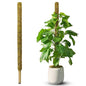 DUSPRO 59" Natural Large Moss Pole for Big & Mature Plants, (1pc., 59'') - size: 59" NATURAL MOSS POLE for BIG PLANTS