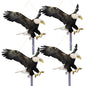 4PCS Fake Hawk to Keep Pigeon Away, Flat Plastic Hawk - color: Black Hawk（3） 4pcs