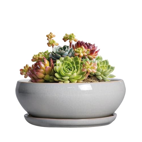 SQOWL Succulent Planters 6 Inch - Ceramic Bonsai Pots with Drainage Hole and Saucer, Shallow Planter for Indoor Plants Outdoor, Round Ceramic Pots for Plants Cactus, Room Decor, Garden Gifts, Gray - color: Gray, size: 6 Inch