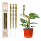 Mossify Bendable Moss Pole, 3 Pack, Assorted 16/30/42'', Forest Moss