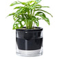 D'vine Dev Self-Watering Black Terracotta Planter Pot, 6 in, 37-X-B-3 - color: Black, size: 6 Inch